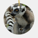 Suche nach lemur ornamente Wild lebende tiere