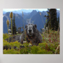 Suche nach murmeltier poster Berg