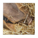 Suche nach niedliches schwein fliesen Jede person