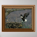 Suche nach kahl poster Adler