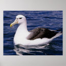 Suche nach albatros Seevögel