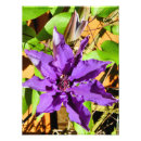 Suche nach clematis blume poster Blumen