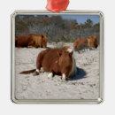 Suche nach wildpferde ornamente Pony