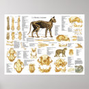 Suche nach skelette poster Schädel