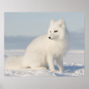 Suche nach arktis poster Wildtiere