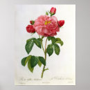 Suche nach rosa gallica poster Blume