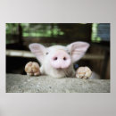 Suche nach pen poster Tier