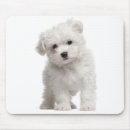 Suche nach maltesisch mousepads Welpen