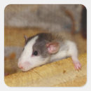Suche nach niedliche ratte aufkleber Maus