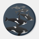 Suche nach orca wale magnete Schwertwal