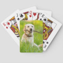 Suche nach fangen spielkarten Hund