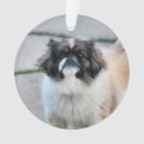 Suche nach shih tzu ornamente Niedlich