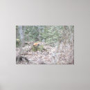 Suche nach fuchs leinwandbilder Landschaft