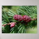 Suche nach kiefernnadeln poster Kiefernzapfen