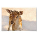 Suche nach weißer hirsch poster Gegner