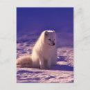 Suche nach arktischer fuchs postkarten Schnee