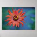 Suche nach zinnia poster Hübsch