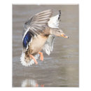 Suche nach enten flug poster Wild lebende tiere