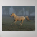 Suche nach palomino poster Rasse