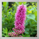 Suche nach knospen poster Rosa