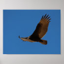 Suche nach vulture poster Buzzard