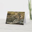 Suche nach gepard karten Wildkatze