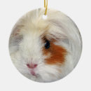 Suche nach meerschweinchen kugel ornamente Niedlich