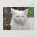 Suche nach angora postkarten Kitty