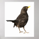 Suche nach schwarz weiß vogel poster Vogelvogel