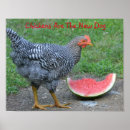 Suche nach huhn und eier poster Land