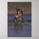 Suche nach fleischfresser poster Tiger