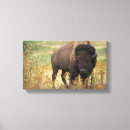 Suche nach amerikanischer büffel leinwandbilder Tier
