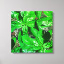 Suche nach kräuter leinwandbilder Gewürze