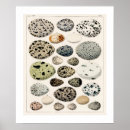 Suche nach eier poster Vögel