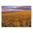 Suche nach gerste postkarten Feld