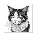 Suche nach waldkatze Langhaarkatze