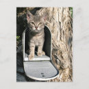 Suche nach kitten postkarten Tabby