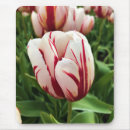 Suche nach weiße tulpen mousepads Quelle