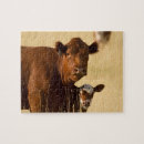 Suche nach braune kuh puzzle Fotografie