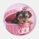 Suche nach yorkshire terrier magnete Süß