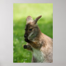 Suche nach wallaby poster Australisch
