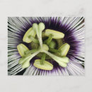 Suche nach mikro postkarten Blume