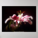 Suche nach makro poster Romantisch