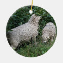 Suche nach niedliche schafe ornamente Lustig
