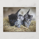 Suche nach drei tiere postkarten Haustiere