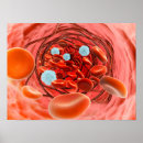 Suche nach durchblutung poster Dreidimensional
