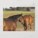 Suche nach filzen postkarten Pferde