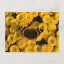 Suche nach gelbe sterne postkarten Blume
