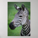 Suche nach zebra foto poster Jede person
