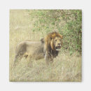 Suche nach löwen magnete Lügnerin